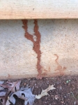 VCPM_termites.jpg