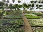 WildwoodNursery1.jpg