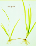 eel-grass.png